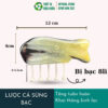 Lược Sừng Hình Cá Bi Bạc - Sừng - Ảnh 3