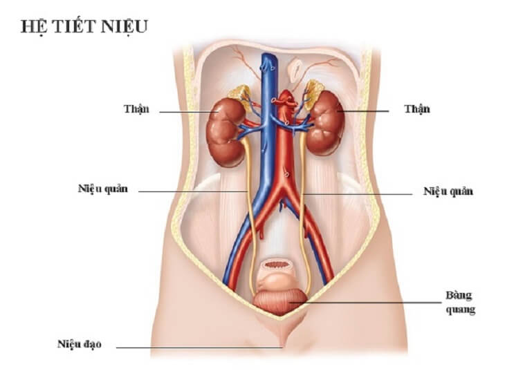 Chứng Đi Tiểu Ra Máu